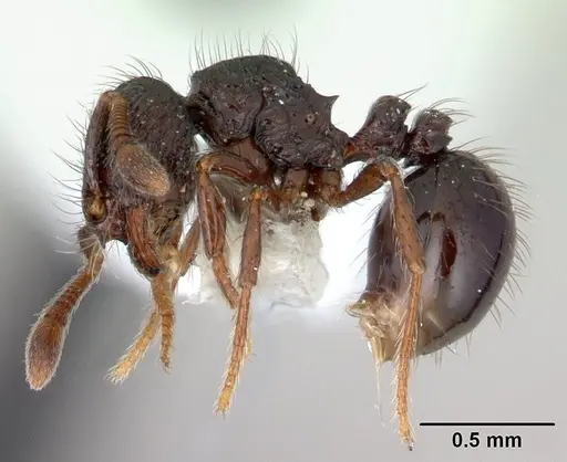 Adelomyrmex metzabok specimen CASENT0603002 image casent0603002_3