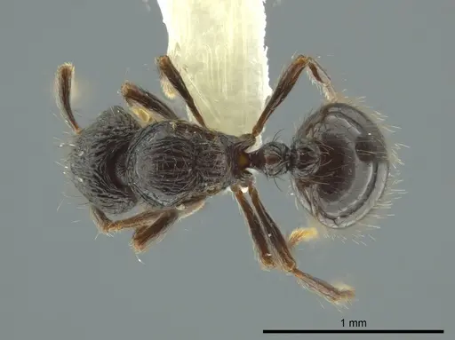 Adelomyrmex metzabok specimen CASENT0624255 image casent0624255_1