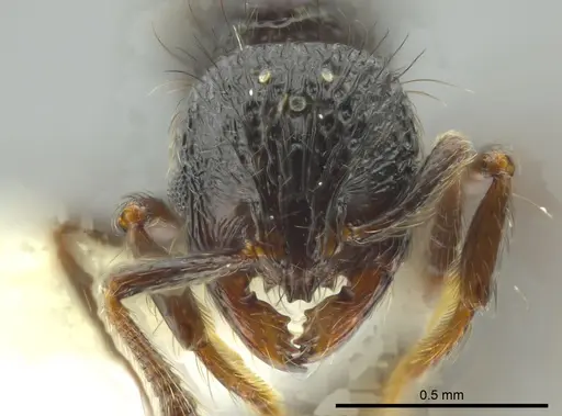 Adelomyrmex metzabok specimen CASENT0624255 image casent0624255_2