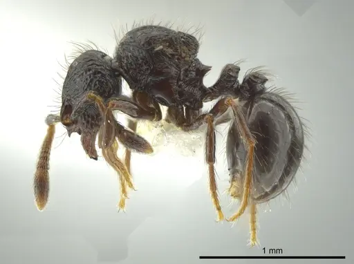 Adelomyrmex metzabok specimen CASENT0624255 image casent0624255_3