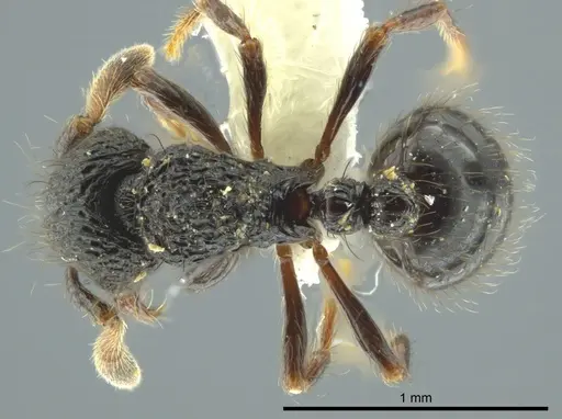 Adelomyrmex metzabok specimen CASENT0627820 image casent0627820_1