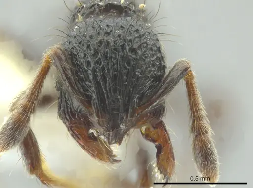 Adelomyrmex metzabok specimen CASENT0627820 image casent0627820_2