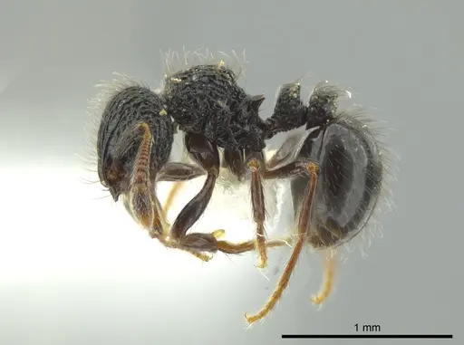 Adelomyrmex metzabok specimen CASENT0627820 image casent0627820_3