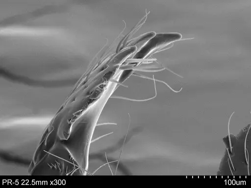 Adelomyrmex metzabok specimen CASENT0631959 image casent0631959_2