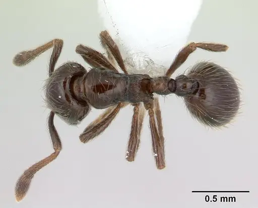 Adelomyrmex micans specimen CASENT0600937 image casent0600937_1