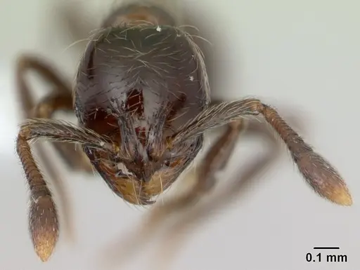 Adelomyrmex micans specimen CASENT0600937 image casent0600937_2
