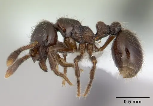 Adelomyrmex micans specimen CASENT0600937 image casent0600937_3