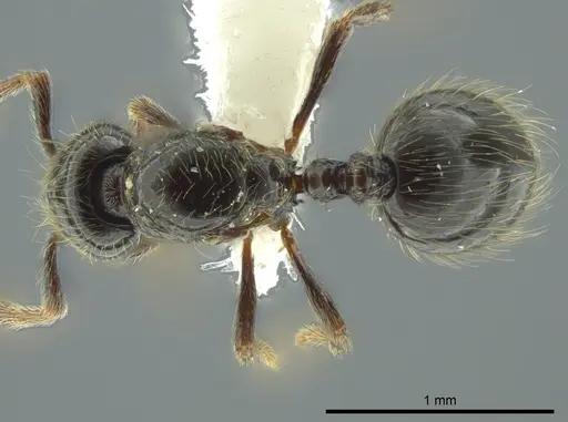 Adelomyrmex micans specimen CASENT0611155 image casent0611155_1