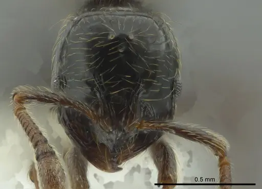 Adelomyrmex micans specimen CASENT0611155 image casent0611155_2