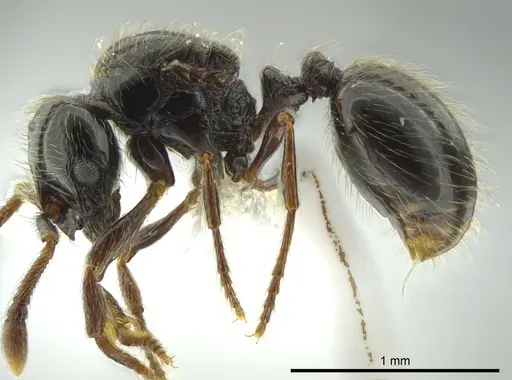 Adelomyrmex micans specimen CASENT0611155 image casent0611155_3