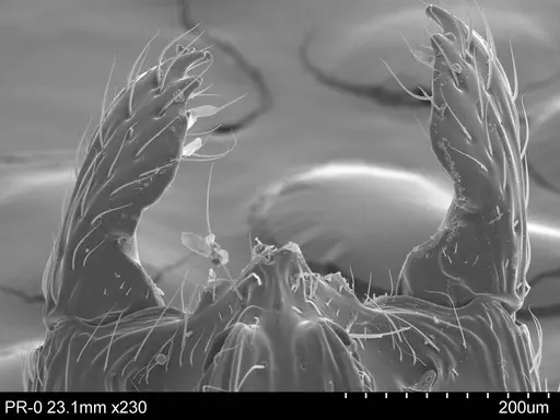 Adelomyrmex micans specimen CASENT0631966 image casent0631966_1