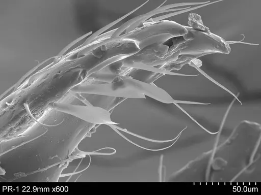 Adelomyrmex micans specimen CASENT0631966 image casent0631966_2