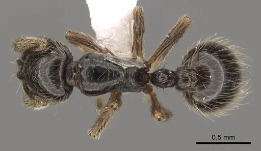 Adelomyrmex micans specimen LACMENT144595 image lacment144595_1