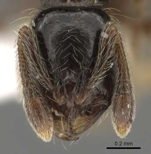 Adelomyrmex micans specimen LACMENT144595 image lacment144595_2