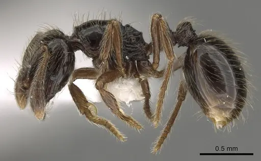 Adelomyrmex micans specimen LACMENT144595 image lacment144595_3
