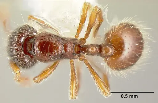 Adelomyrmex microps specimen INBIOCRI001266263 image inbiocri001266263_1