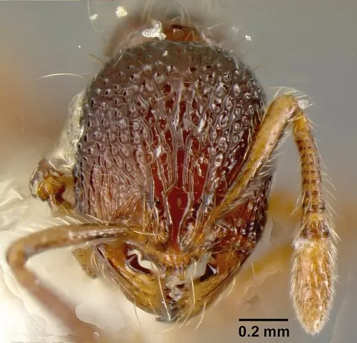 Adelomyrmex microps specimen INBIOCRI001266263 image inbiocri001266263_2