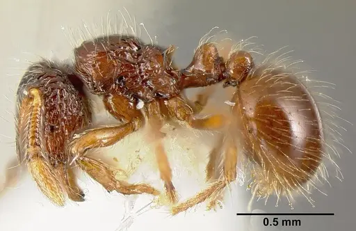 Adelomyrmex microps specimen INBIOCRI001266263 image inbiocri001266263_3