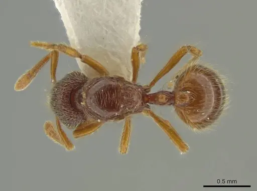 Adelomyrmex microps specimen INBIOCRI002720020 image inbiocri002720020_1