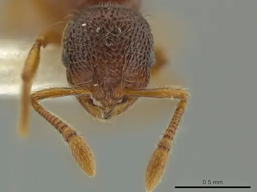 Adelomyrmex microps specimen INBIOCRI002720020 image inbiocri002720020_2