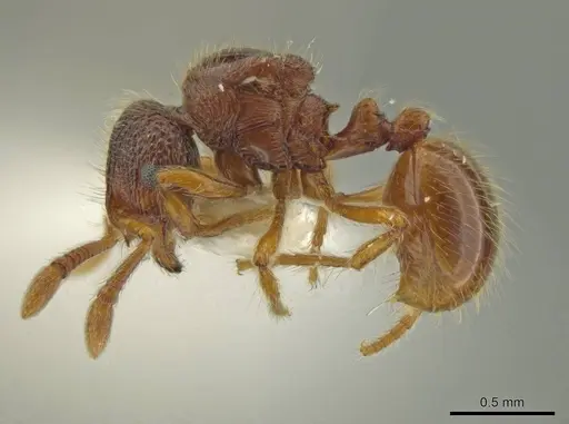 Adelomyrmex microps specimen INBIOCRI002720020 image inbiocri002720020_3