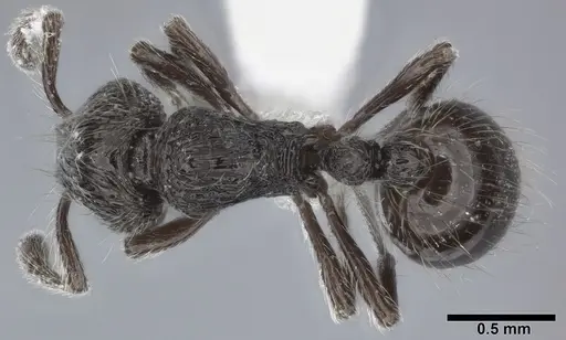 Adelomyrmex myops specimen CASENT0246633 image casent0246633_1