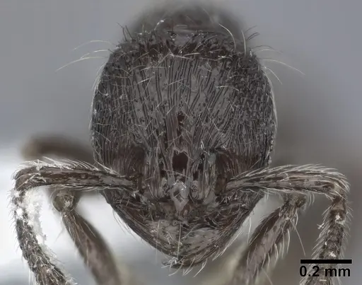 Adelomyrmex myops specimen CASENT0246633 image casent0246633_2