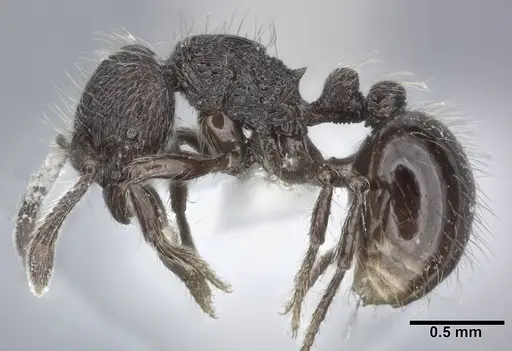 Adelomyrmex myops specimen CASENT0246633 image casent0246633_3