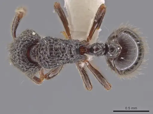 Adelomyrmex myops specimen CASENT0614222 image casent0614222_1