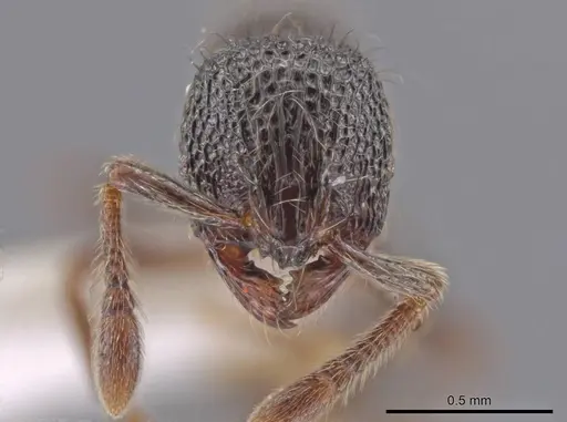 Adelomyrmex myops specimen CASENT0614222 image casent0614222_2