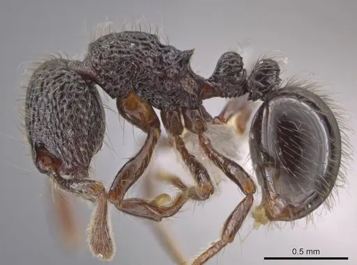 Adelomyrmex myops specimen CASENT0614222 image casent0614222_3