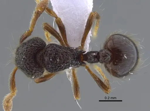 Adelomyrmex myops specimen CBUMAGENT41719 image cbumagent41719_1