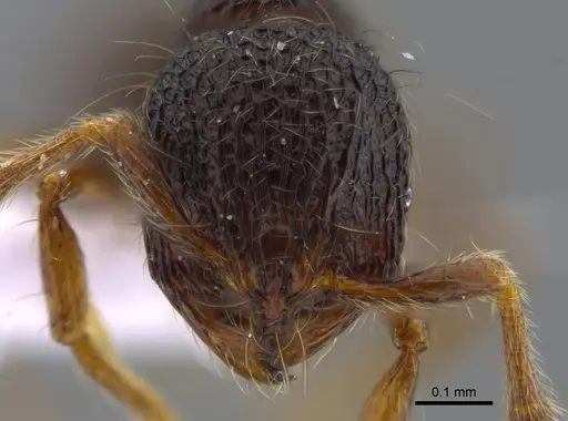 Adelomyrmex myops specimen CBUMAGENT41719 image cbumagent41719_2