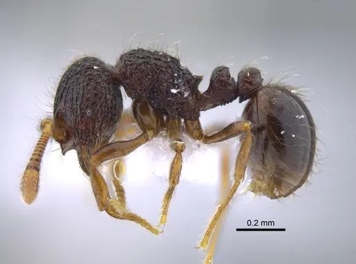 Adelomyrmex myops specimen CBUMAGENT41719 image cbumagent41719_3
