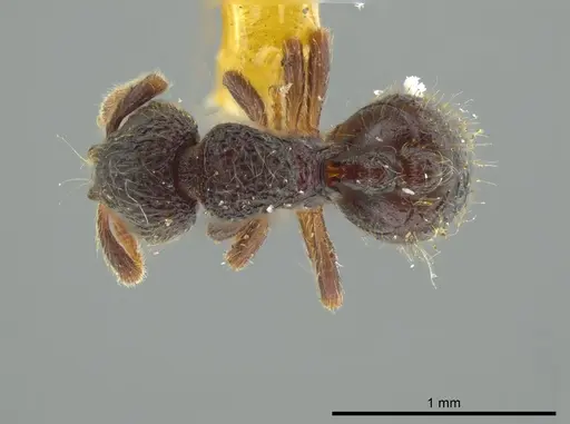 Adelomyrmex myops specimen USNMENT00531590 image usnment00531590_1