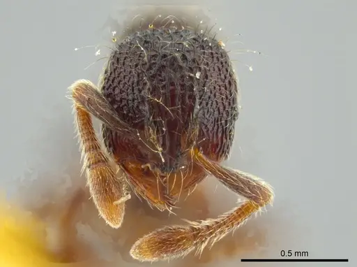 Adelomyrmex myops specimen USNMENT00531590 image usnment00531590_2