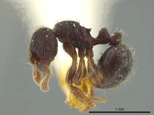 Adelomyrmex myops specimen USNMENT00531590 image usnment00531590_3