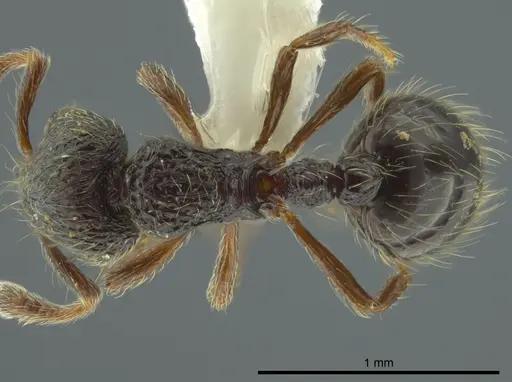 Adelomyrmex nortenyo specimen CASENT0627812 image casent0627812_1