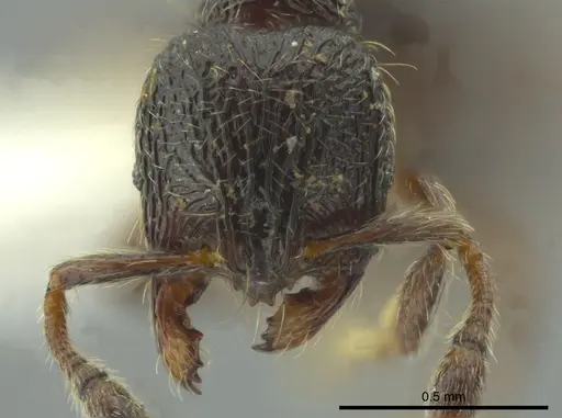 Adelomyrmex nortenyo specimen CASENT0627812 image casent0627812_2