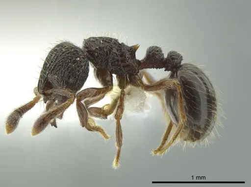 Adelomyrmex nortenyo specimen CASENT0627812 image casent0627812_3