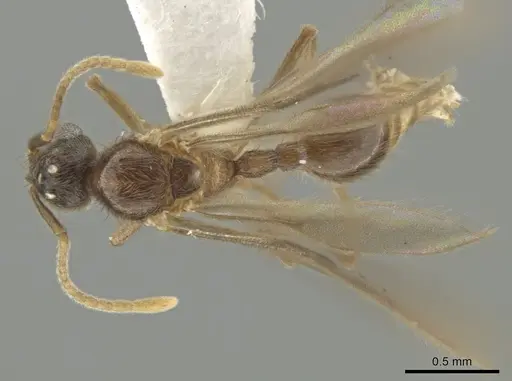 Adelomyrmex paratristani specimen BIOUG01262-E02 image bioug01262-e02_1