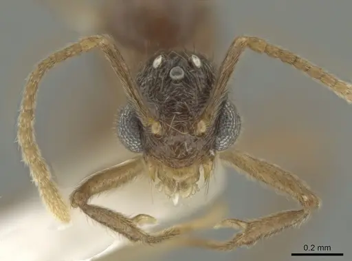 Adelomyrmex paratristani specimen BIOUG01262-E02 image bioug01262-e02_2