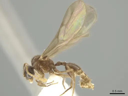 Adelomyrmex paratristani specimen BIOUG01262-E02 image bioug01262-e02_3