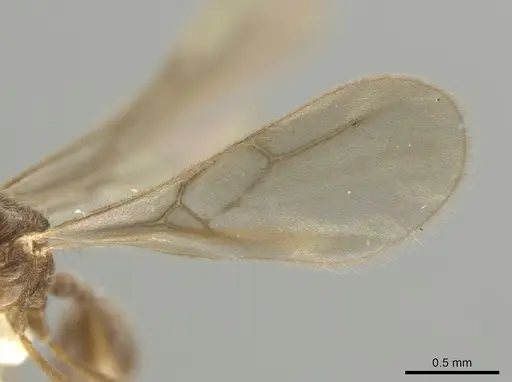Adelomyrmex paratristani specimen BIOUG01262-E02 image bioug01262-e02_4