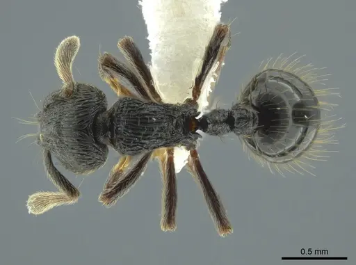 Adelomyrmex paratristani specimen CASENT0615554 image casent0615554_1