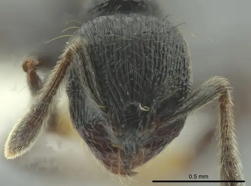 Adelomyrmex paratristani specimen CASENT0615554 image casent0615554_2
