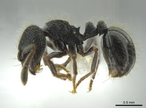 Adelomyrmex paratristani specimen CASENT0615554 image casent0615554_3