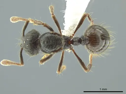 Adelomyrmex paratristani specimen CASENT0619940 image casent0619940_1