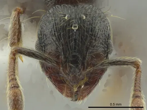 Adelomyrmex paratristani specimen CASENT0619940 image casent0619940_2