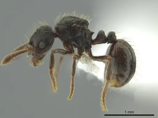 Adelomyrmex paratristani specimen CASENT0619940 image casent0619940_3